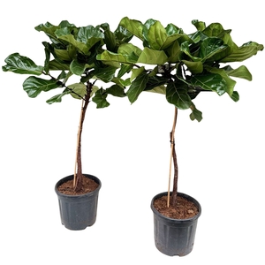 Ficus lyrata