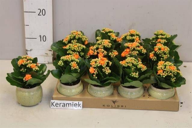 <h4>ARR KALANCHOE</h4>