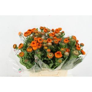 CALENDULA ORANGE