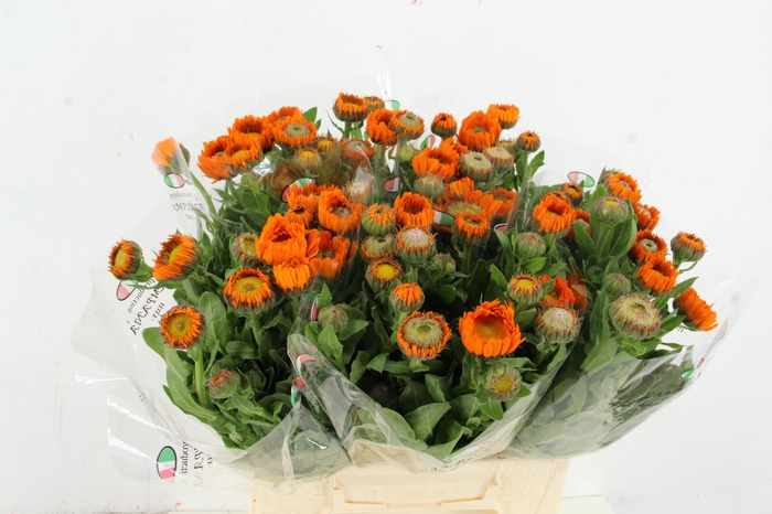 <h4>CALENDULA ORANGE</h4>