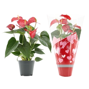 Anthurium Red Bull in Couture hearts sleeve
