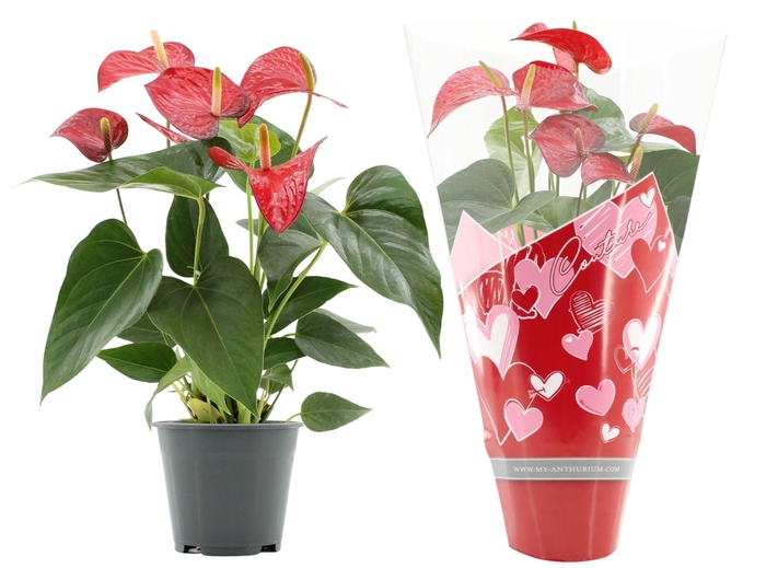 <h4>Anthurium Red Bull in Couture hearts sleeve</h4>