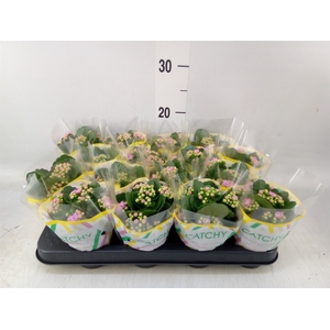 Kalanchoe blos. 'Calandiva Zeta'