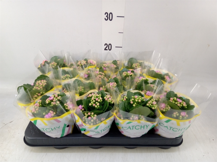 <h4>Kalanchoe blos. 'Calandiva Zeta'</h4>