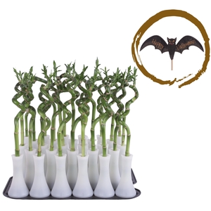 Lucky Bamboo Stem Spiral 30cm in Tube Vase White