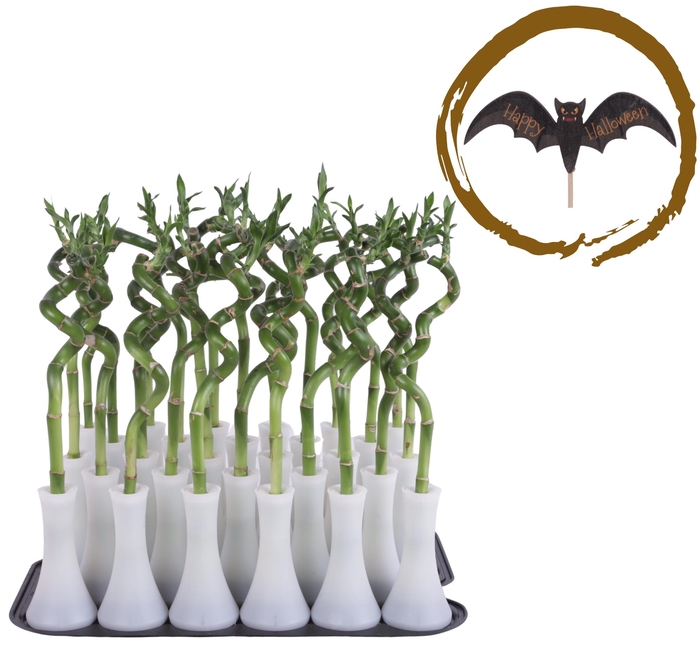 <h4>Lucky Bamboo Stem Spiral 30cm in Tube Vase White</h4>
