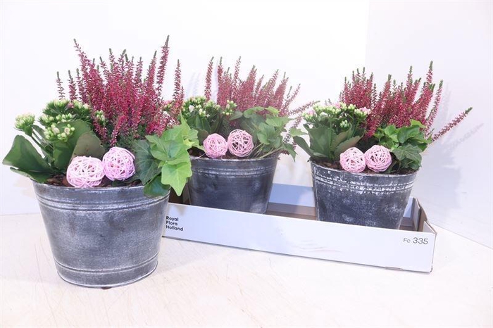 <h4>ARR TUINPLANTEN</h4>
