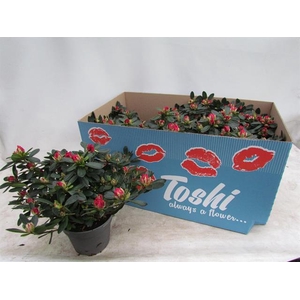Rhododendron simsii Toshi Paris 14Ø 30cm 30Ø