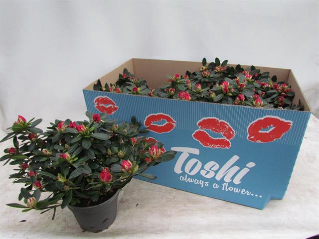 Rhododendron simsii Toshi Paris 14Ø 30cm 30Ø
