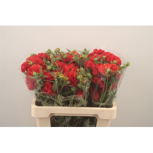 Geum Firestarter