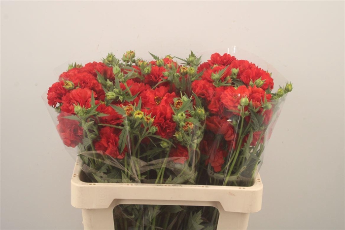 <h4>Geum Firestarter</h4>