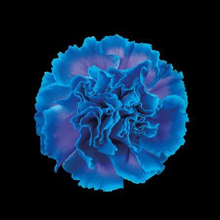 <h4>Di St Klb Blue Lagoon</h4>