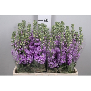 Matth Figaro Lavende