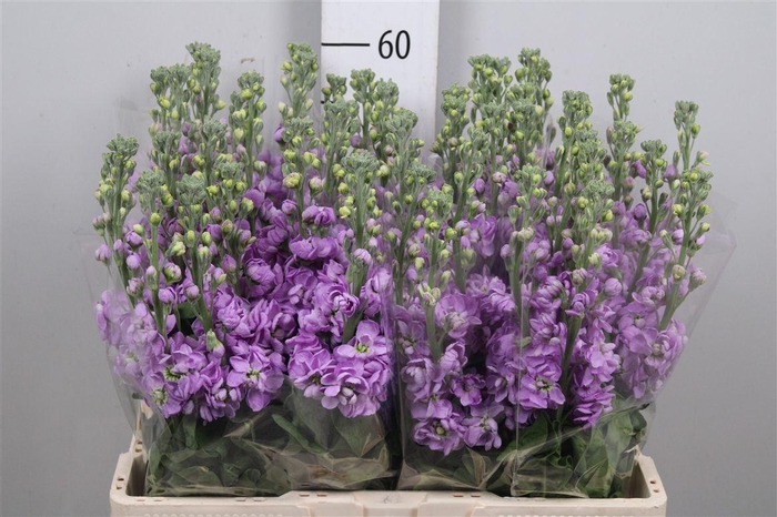 <h4>Matth Figaro Lavende</h4>