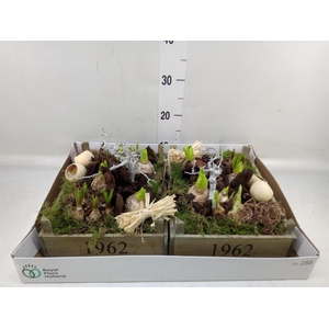 Arr.   Bol/Knolgewas L%