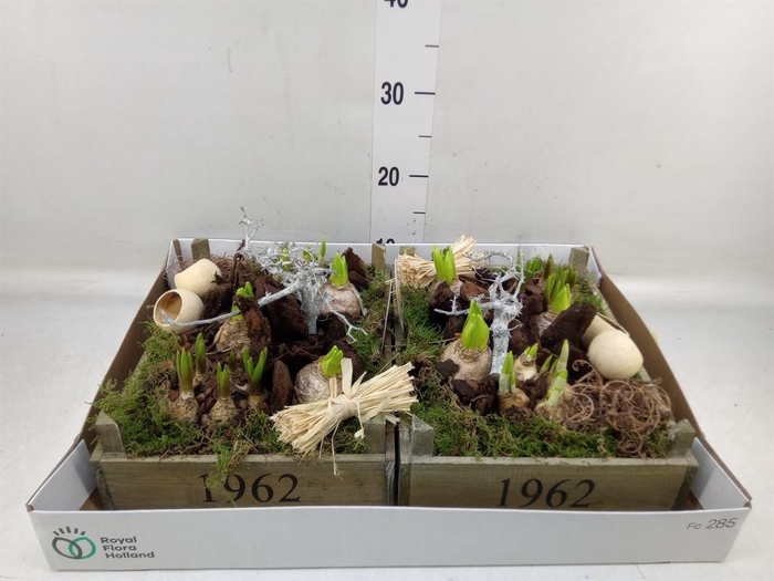 <h4>Arr.   Bol/Knolgewas L%</h4>