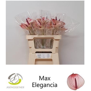 Anth A Maxima Elegancia