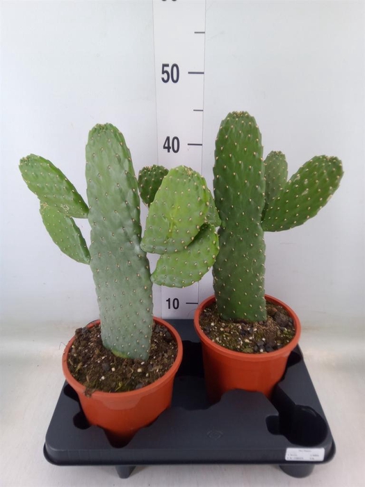 <h4>Opuntia</h4>