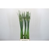 Allium Cepa Judith