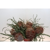 Banksia Speciosa Cones Hairy