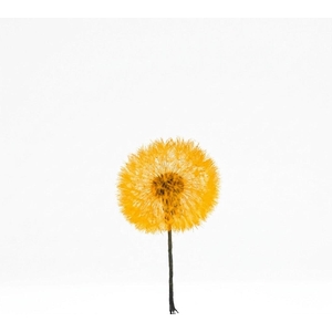 Dried Bleached Dandelion Regular Flamingo