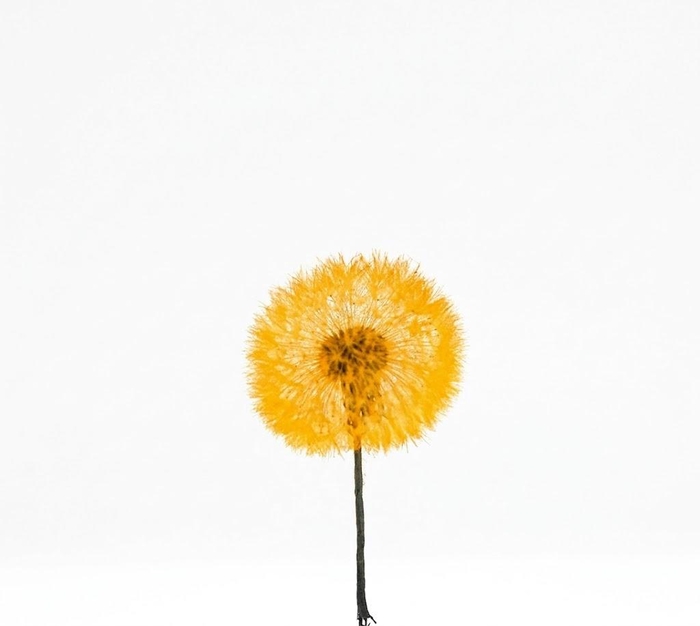 Dandelion XS Preserved Sunset Orange