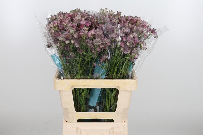 <h4>Astrantia Star Of Africa</h4>