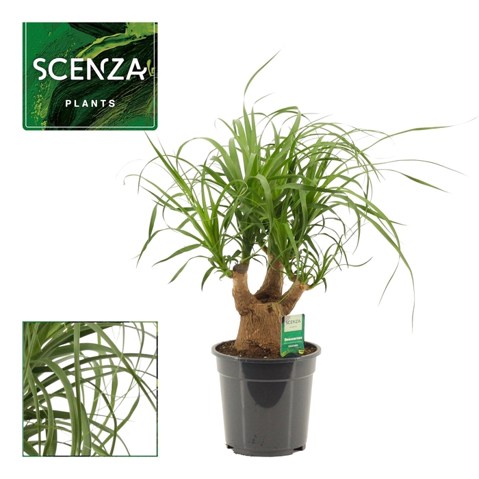<h4>Beaucarnea vertakt 19 cm (Scenza)</h4>
