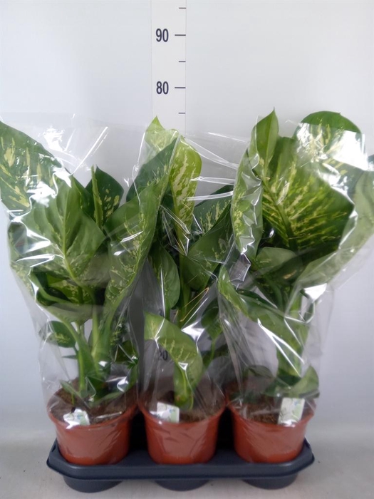 <h4>Dieffenbachia seg. 'Tropic Snow'</h4>