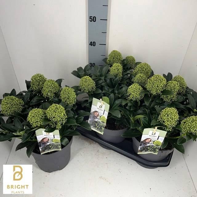 <h4>SKIM J WHITE GLOBE</h4>