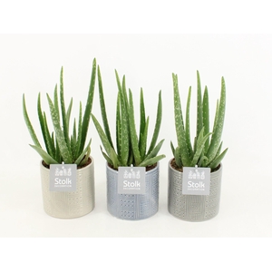 Aloe Vera in Gaia keramiek