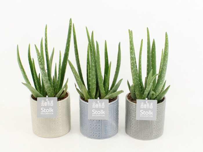 <h4>Aloe Vera in Gaia keramiek</h4>