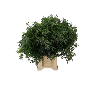 PISTACIA 50CM ZWARTE EMMER