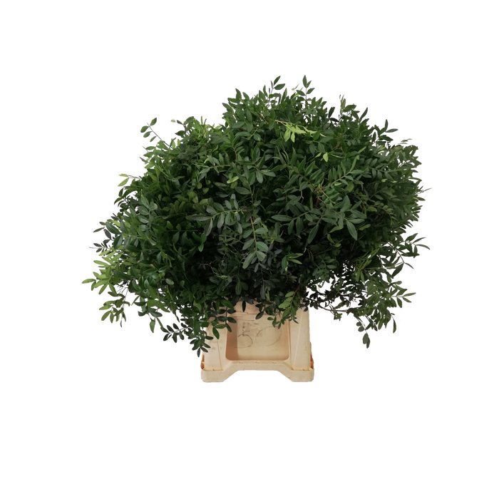 <h4>PISTACIA 50CM</h4>