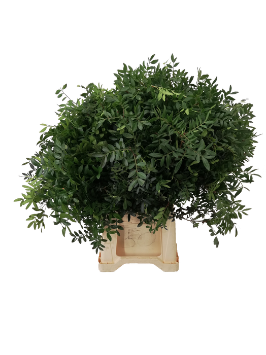 <h4>PISTACIA 50 CM ZWART FUST</h4>