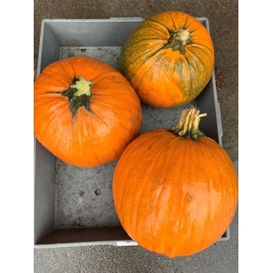 Cuc Maxima Halloween