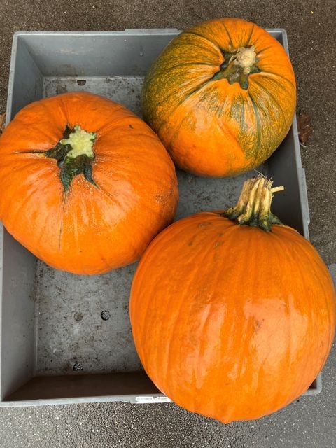 <h4>Cuc Maxima Halloween</h4>