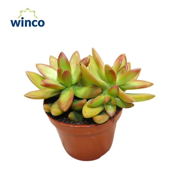 <h4>Sedum Neusbaumiama</h4>