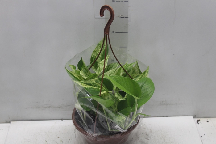 <h4>JIBOIA BRANCO PEND C21 PENDENTE</h4>