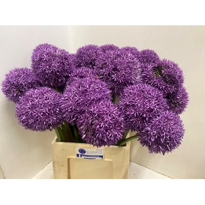ALLIUM GLOBEMASTER