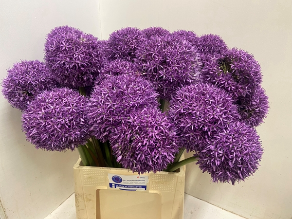<h4>ALLIUM GLOBEMASTER</h4>