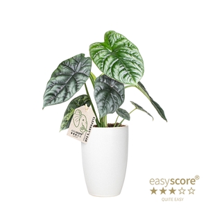 ALOCASIA SINUATA P12 CLASSIC WHIT