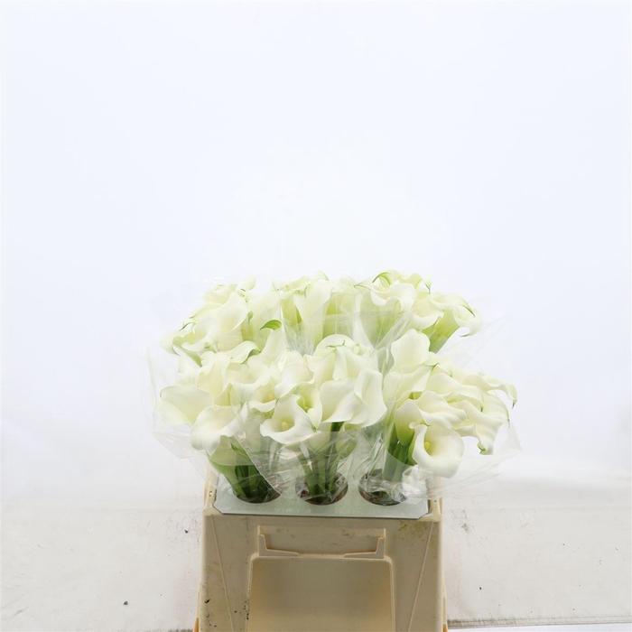 <h4>Calla Whitehorse</h4>