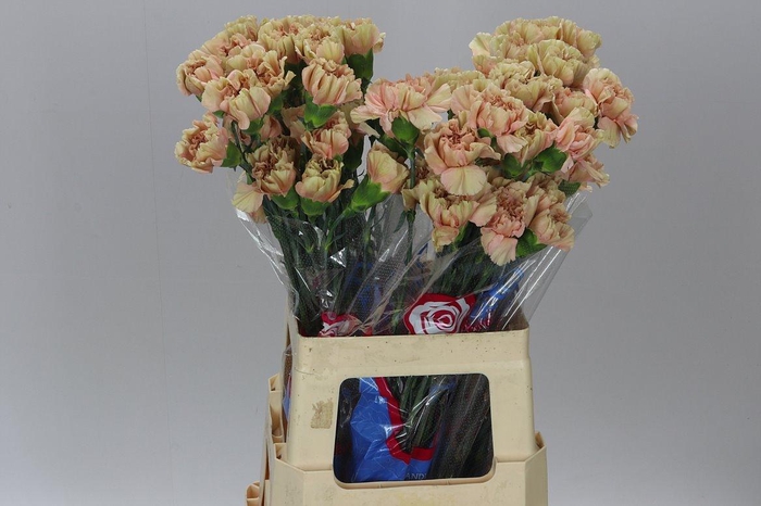 <h4>Di St Caramel</h4>