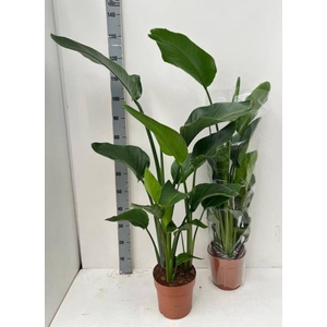 Strelitzia Nicolai 21Ø 130cm 3pp