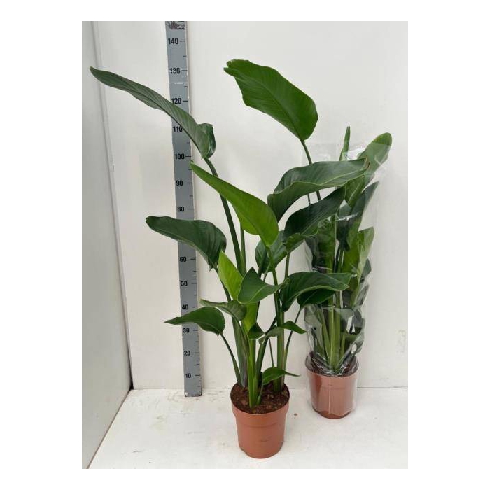 <h4>Strelitzia Nicolai 21Ø 130cm 3pp</h4>
