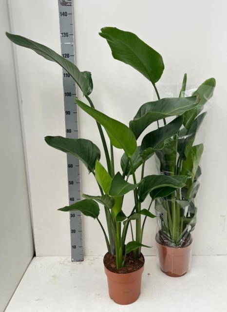 Strelitzia Nicolai 21Ø 130cm 3pp