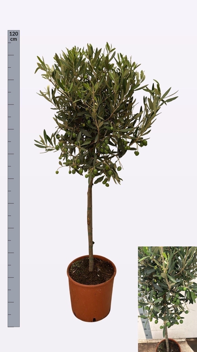 <h4>OLEA EUROPAEA</h4>