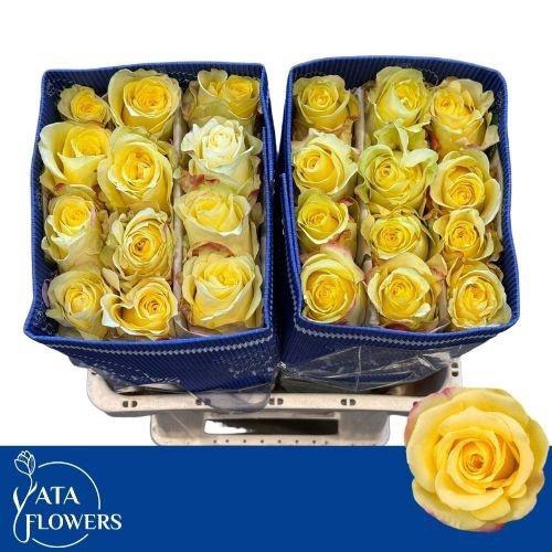 <h4>R GR HOT MERENGUE+</h4>