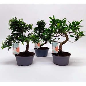 Bonsaimix teeltpot 16 cm